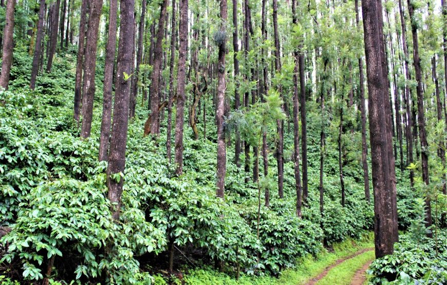 Baarbara Estate Camp – Karnataka