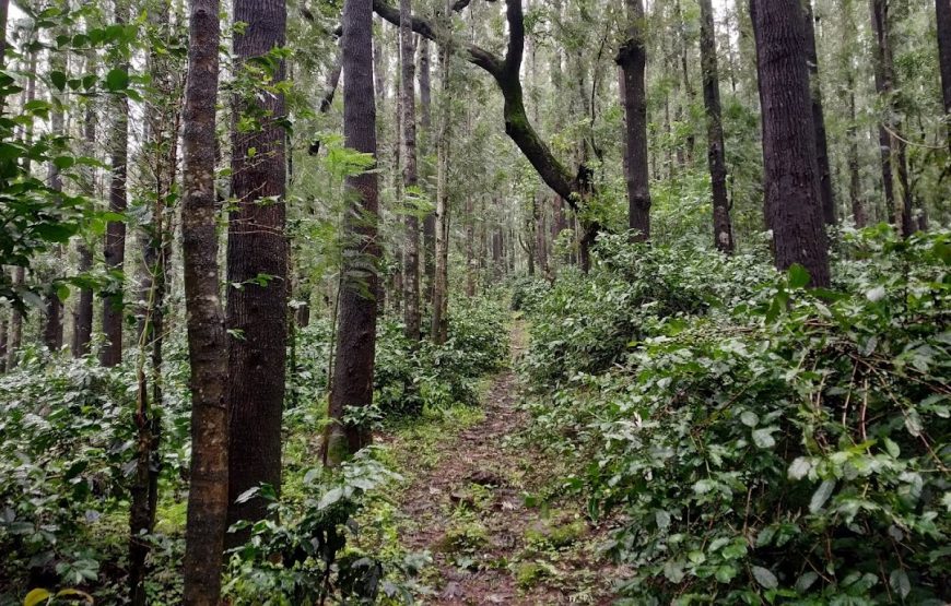 Baarbara Estate Camp – Karnataka