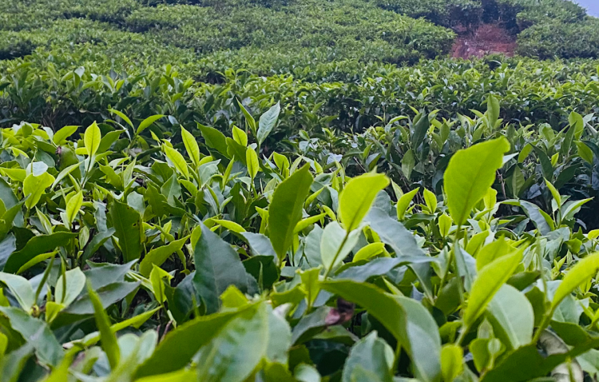 Bhagavathi Nature Camp – Karnataka