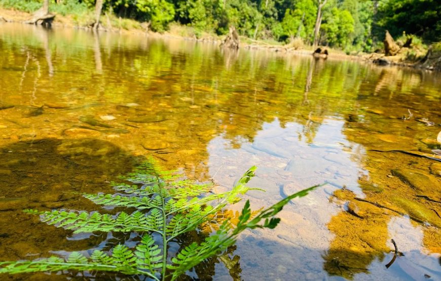 Bhagavathi Nature Camp – Karnataka