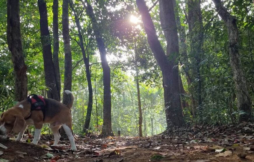 Ela Glamping – Madikeri, Karnataka