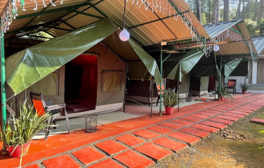 Munnar Forest Camping – Kerala