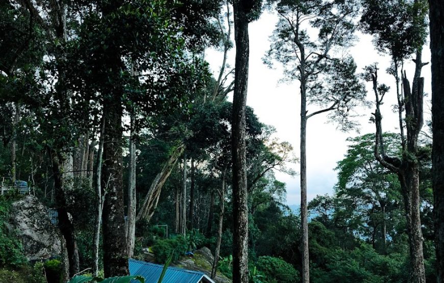 Munnar Forest Camping – Kerala