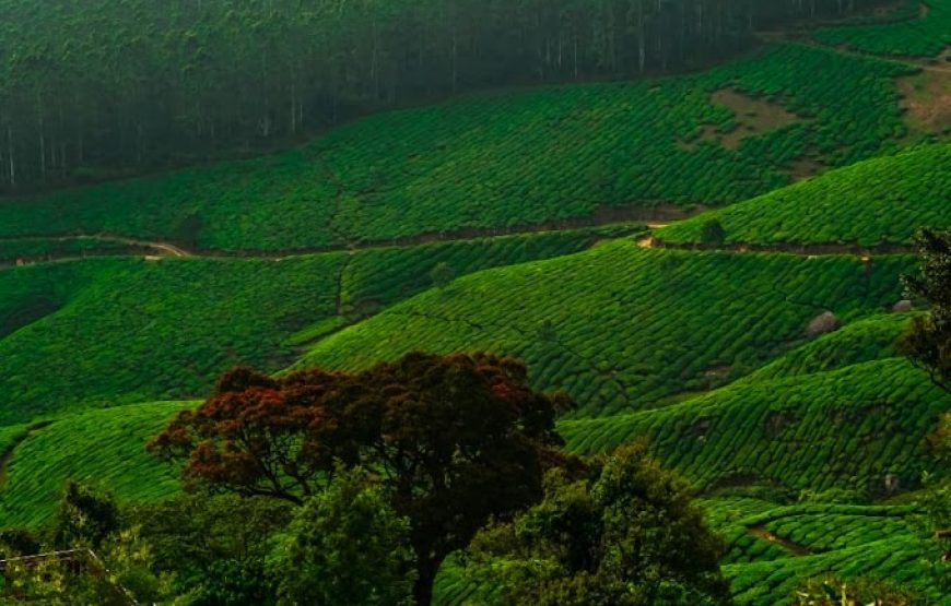 The County Camp, Kolukkumalai Base Camp – Kerala