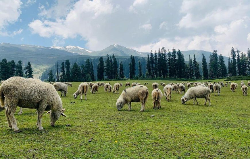 Tosa Maidan – Jammu and Kashmir