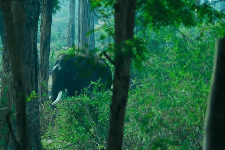 Dubare Elephant camp – Karnataka