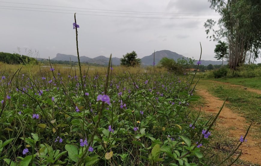 Backyard Camp | Farm Stay and Paid Campground in Bangalore (Nayakanahalli)