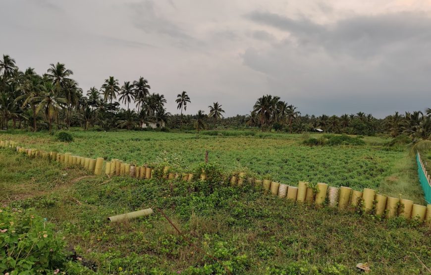 Rajodi Beach – Maharashtra