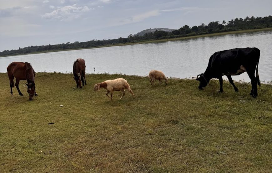 Vannam Lake – Tamil Nadu