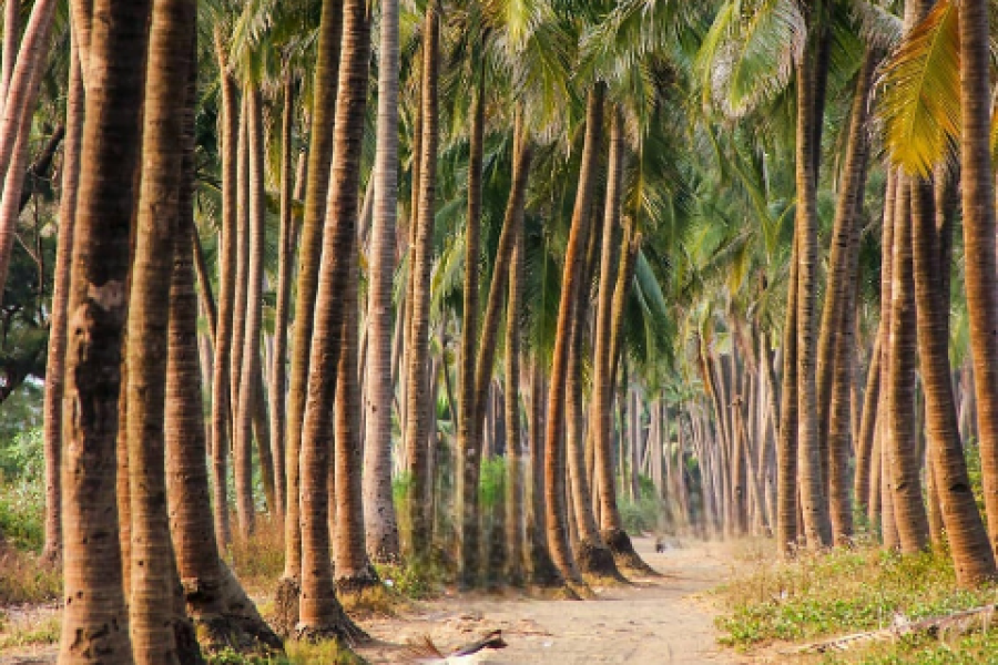Navapur Beach – Maharashtra
