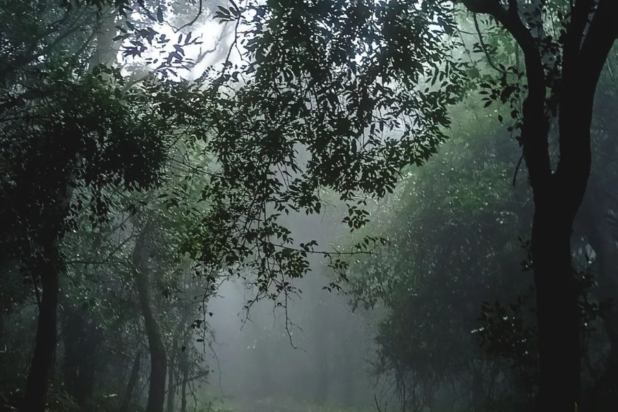 Amboli Jungle, Mahabaleshwar – Maharashtra