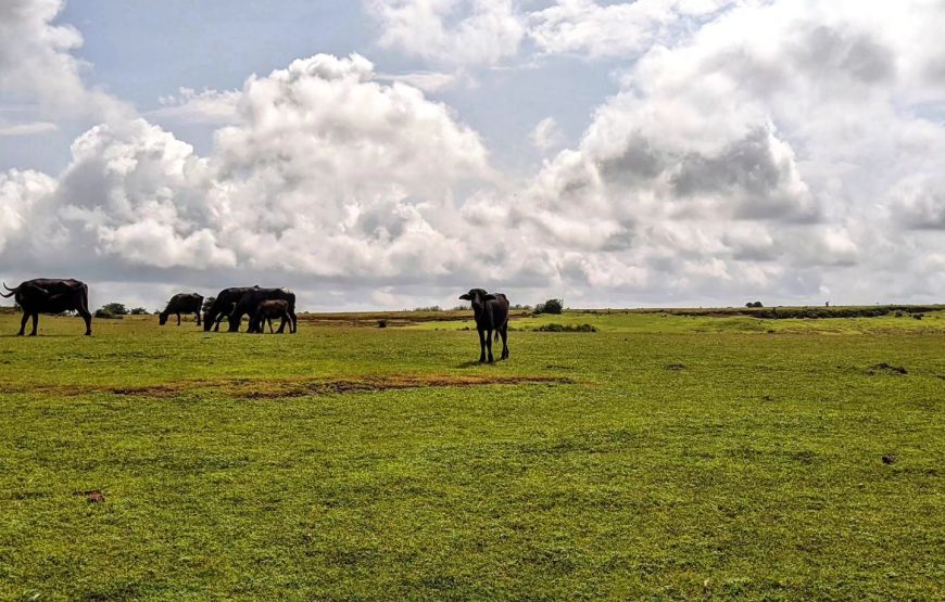 Masai Pathar – Maharashtra