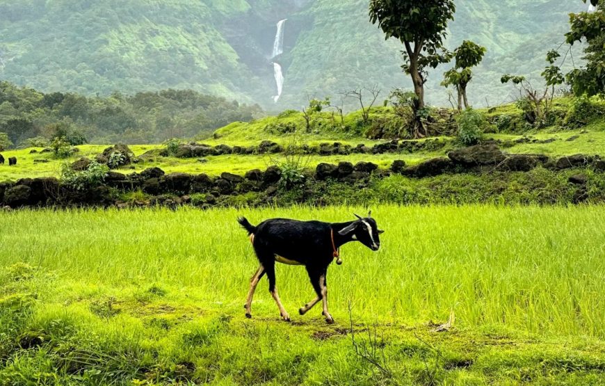 Malshej Ghat – Maharashtra
