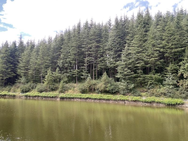Tanni Jubbar Lake –  Himachal Pradesh
