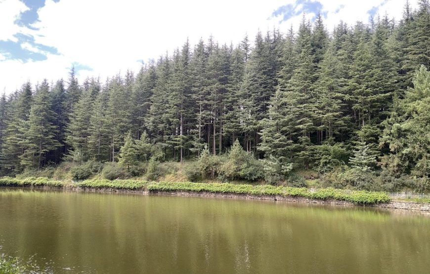Tanni Jubbar Lake –  Himachal Pradesh