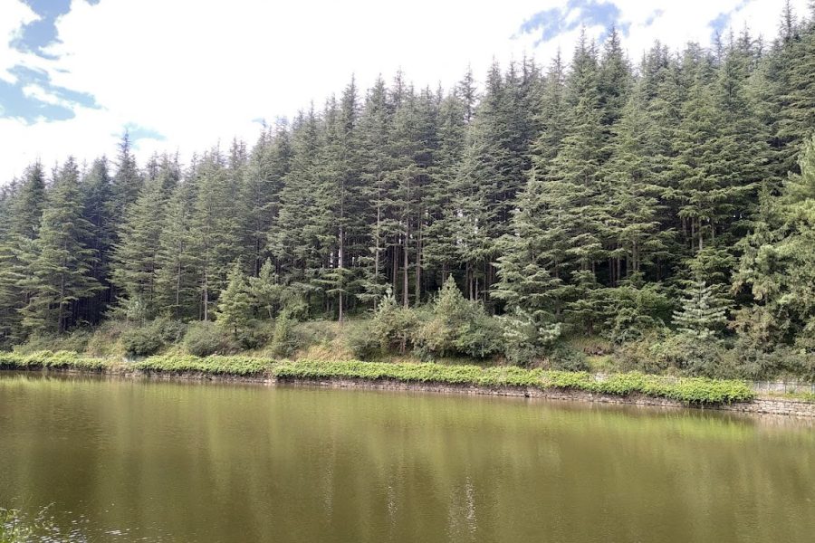Tanni Jubbar Lake –  Himachal Pradesh