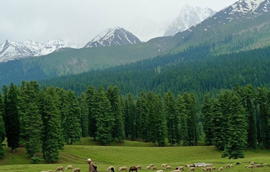 Chirsar Meadow Kulgam – Jammu and Kashmir