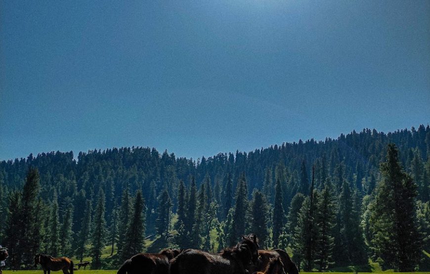 Chirsar Meadow Kulgam – Jammu and Kashmir