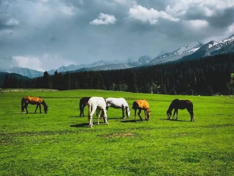 Chirsar Meadow Kulgam – Jammu and Kashmir