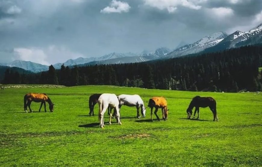 Chirsar Meadow Kulgam – Jammu and Kashmir
