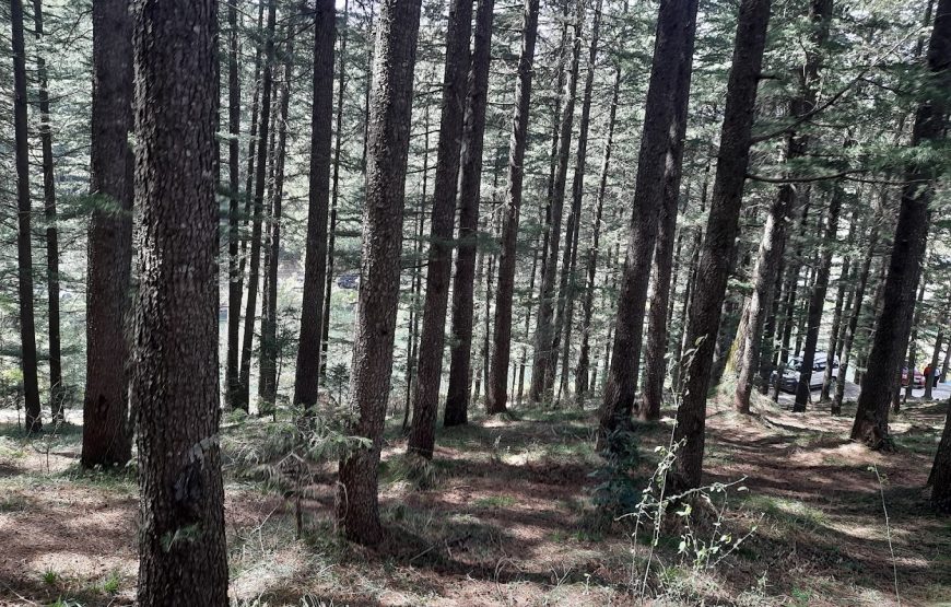 Tanni Jubbar Lake –  Himachal Pradesh
