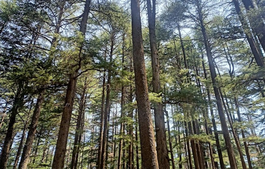 Panchari Hills – Udhampur