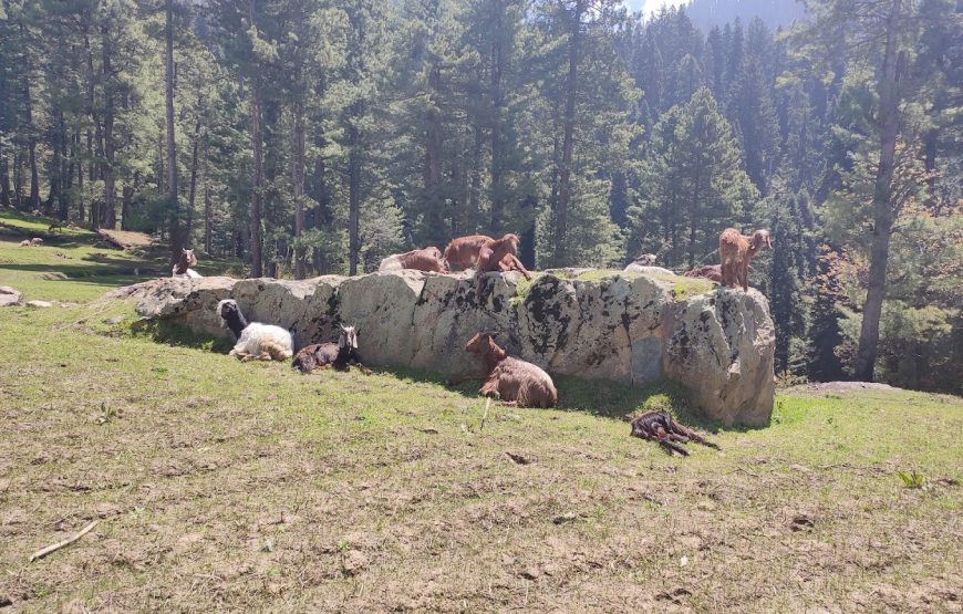 Shamthan Camping Site – Jammu and Kashmir