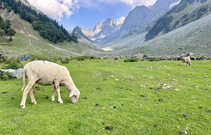 Thajiwas Glacier – Jammu and Kashmir