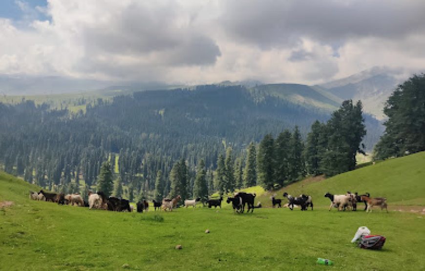 Chirsar Meadow Kulgam – Jammu and Kashmir