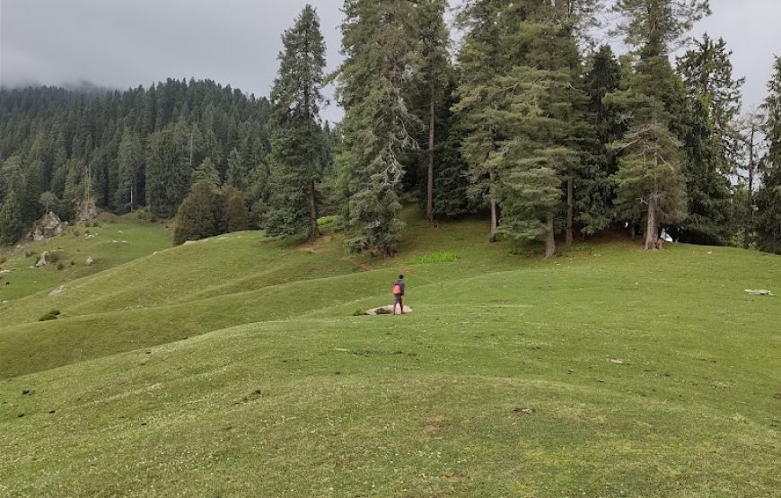 Shangarh Meadow – Himachal Pradesh