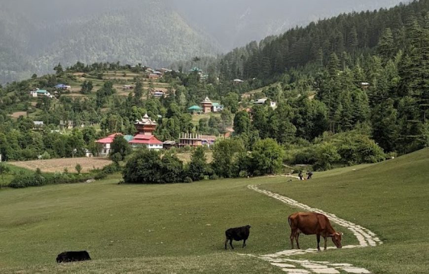 Shangarh Meadow – Himachal Pradesh